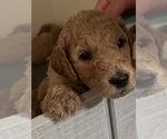 Small Photo #6 Goldendoodle Puppy For Sale in UNION POINT, GA, USA
