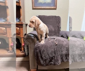 Labrador Retriever Litter for sale in LAKE ALFRED, FL, USA