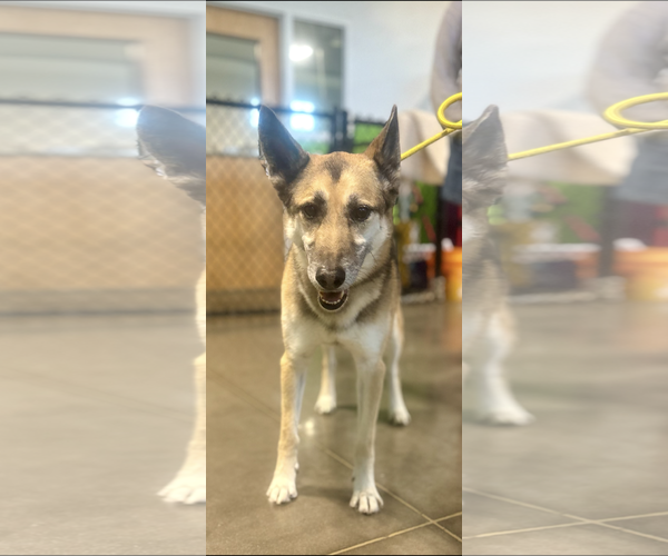 Medium Photo #6 German Shepherd Dog-Unknown Mix Puppy For Sale in Euless, TX, USA