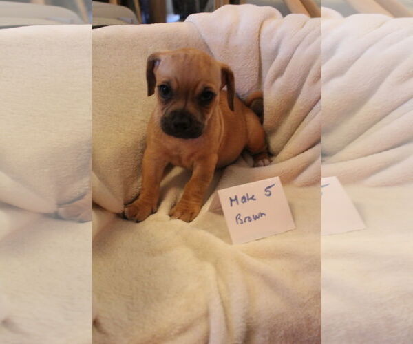 Medium Photo #9 Chiweenie Puppy For Sale in Imperial Beach, CA, USA