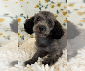 Labradoodle Puppy for sale in BEECH GROVE, IN, USA