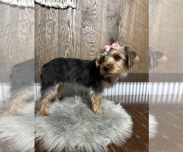 Medium Photo #5 Yorkshire Terrier Puppy For Sale in NAPPANEE, IN, USA
