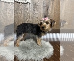 Small #4 Yorkshire Terrier