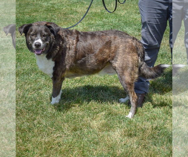 Medium Photo #2 Border-Aussie Puppy For Sale in Huntley, IL, USA