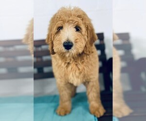 Goldendoodle-Poodle (Miniature) Mix Puppy for sale in CINCINNATI, OH, USA