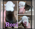 Image preview for Ad Listing. Nickname: Rori