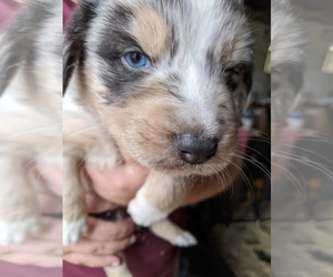 Australian Shepherd Puppy for sale in BROOKSVILLE, FL, USA