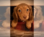 Small #3 Dachshund