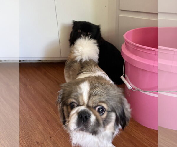 Medium Photo #3 Pekingese Puppy For Sale in Wheaton, IL, USA
