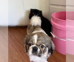 Small #2 Pekingese
