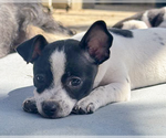 Small #2 Chihuahua Mix