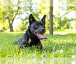 Small #5 Siberian Husky Mix