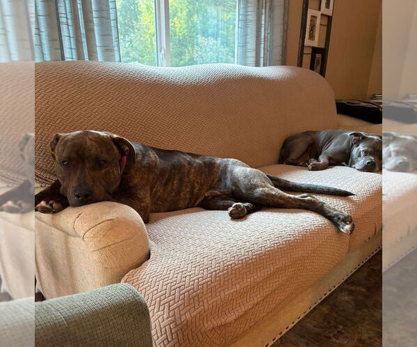 Medium Photo #22 Mutt Puppy For Sale in Canton, CT, USA