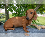 Small #3 Dachshund
