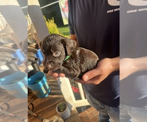 Boykin Spaniel Puppy for sale in PICKENS, SC, USA
