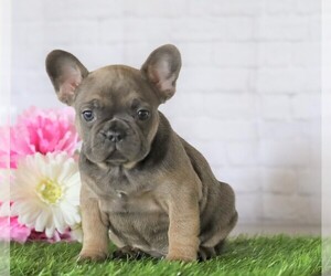 French Bulldog Puppy for sale in FREDERICKSBG, OH, USA