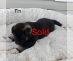 Small Photo #7 Akita Puppy For Sale in FRESNO, OH, USA