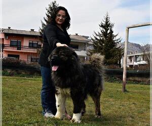 Father of the Caucasian Shepherd Dog puppies born on 02/02/2022