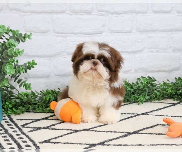 Medium Photo #8 Shih Tzu Puppy For Sale in SYRACUSE, IN, USA
