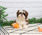 Small #7 Shih Tzu