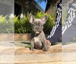Small Photo #7 French Bulldog Puppy For Sale in WHITTIER, CA, USA