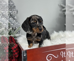 Dachshund Puppy for sale in FRANKLIN, IN, USA