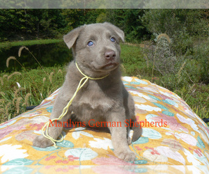 German Shepherd Dog Puppy for Sale in PIEDMONT, Missouri USA