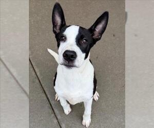 Staffordshire Bull Terrier-Unknown Mix Dogs for adoption in Tulsa, OK, USA