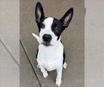 IVAN - Male Staffordshire Bull Terrier-Unknown Mix Dog for Adoption - Small photo