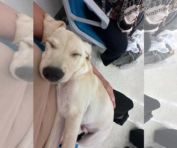 Medium Photo #6 Labrador Retriever-Pug Mix Puppy For Sale in NYC, NY, USA