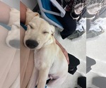 Small #5 Labrador Retriever-Pug Mix