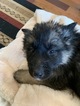 Small Photo #15 German Shepherd Dog-Siberian Husky Mix Puppy For Sale in HARRISON, AR, USA