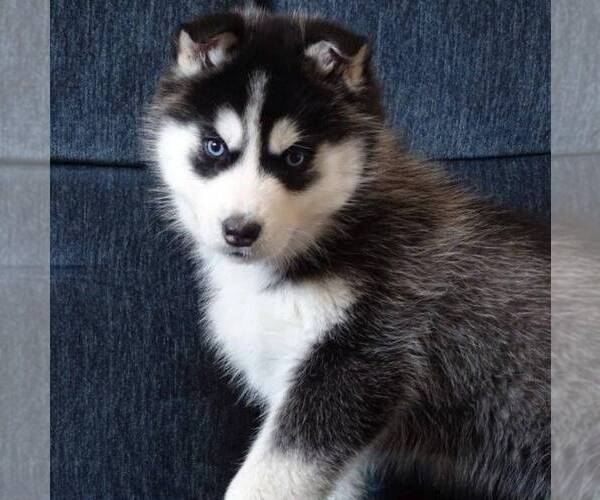 Medium Photo #1 Siberian Husky Puppy For Sale in DANVILLE, PA, USA