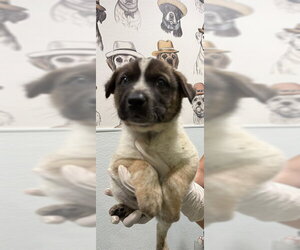 German Shepherd Dog-Unknown Mix Dogs for adoption in Riverside, CA, USA