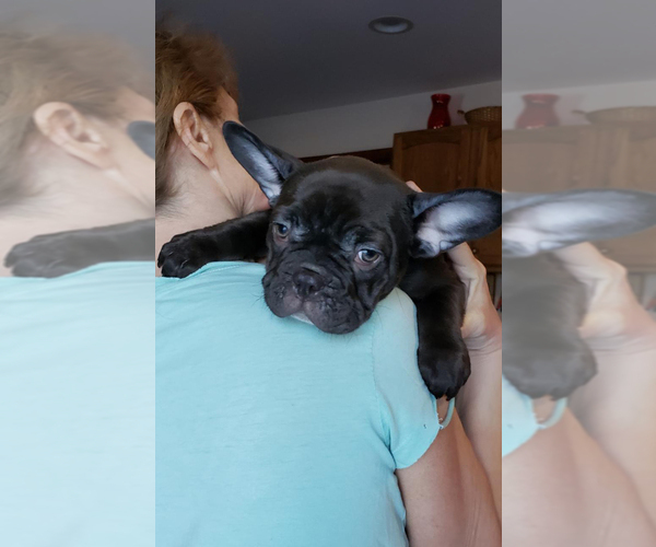 Medium Photo #9 French Bulldog Puppy For Sale in ADRIAN, MI, USA