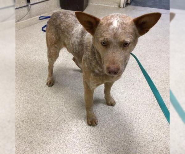 Medium Photo #1 Texas Heeler Puppy For Sale in Riverside, CA, USA