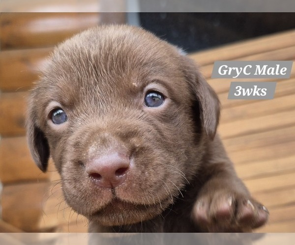 Medium Photo #18 Labrador Retriever Puppy For Sale in EDGEWOOD, TX, USA