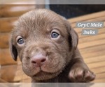 Small Photo #18 Labrador Retriever Puppy For Sale in EDGEWOOD, TX, USA