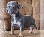Small #2 French Bulldog
