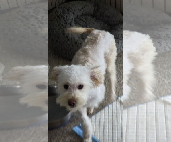 Medium Photo #2 Poochon Puppy For Sale in Spring, TX, USA