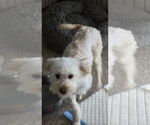 Small #1 Poochon