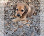 Puppy 3 Cardigan Welsh Corgi-Dachshund Mix