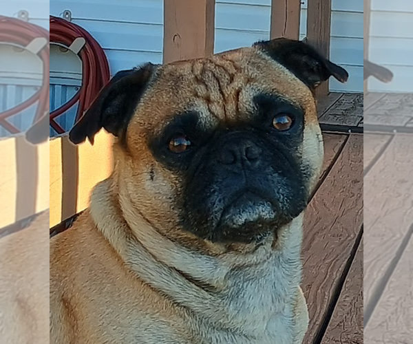 Medium Photo #1 Frenchie Pug Puppy For Sale in BANGS, TX, USA