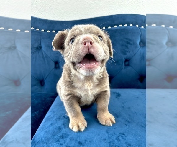 Medium Photo #25 English Bulldog Puppy For Sale in WINTER PARK, FL, USA