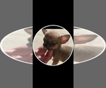 Small #1 Chihuahua