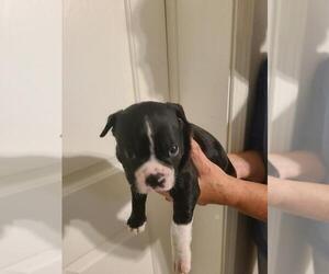 Boston Terrier Puppy for Sale in FALLON, Nevada USA