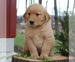 Small Photo #5 Golden Retriever Puppy For Sale in EAST EARL, PA, USA