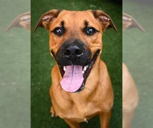 Black Mouth Cur-Unknown Mix Dogs for adoption in Sacramento, CA, USA