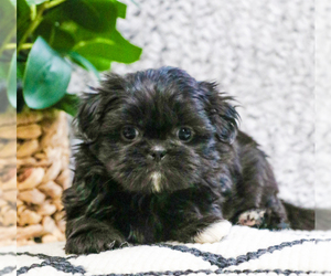 Shih Tzu Puppy for sale in SYRACUSE, IN, USA
