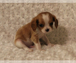 Small Photo #7 Cavalier King Charles Spaniel Puppy For Sale in HOMELAND, CA, USA